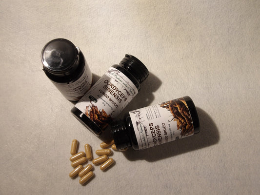 CORDYCEPS SINENSIS