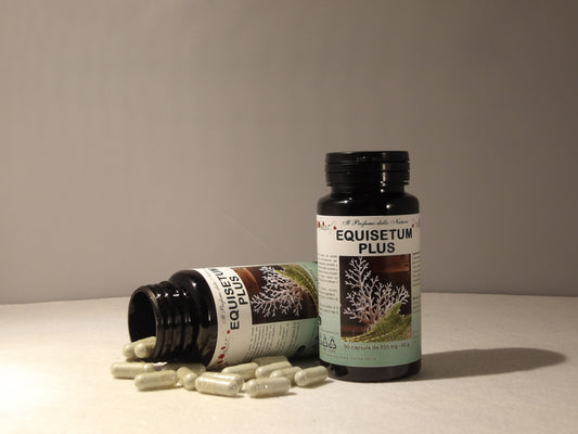 EQUISETUM PLUS